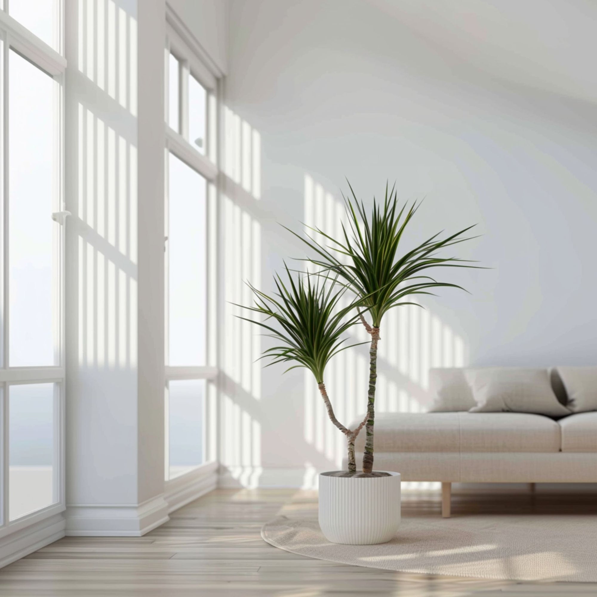 Sägeblattkaktus Zimmerpflanze