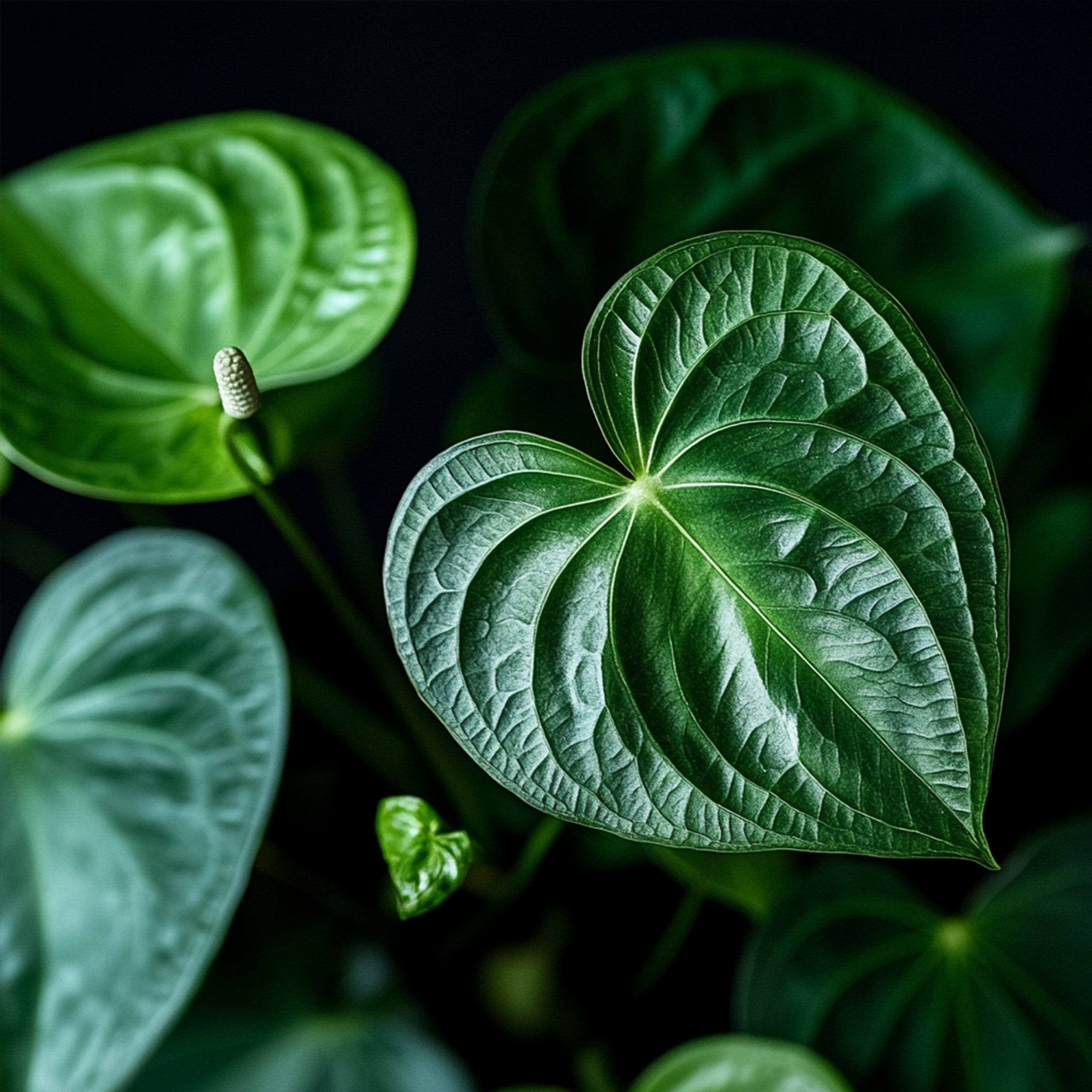 Sägeblattkaktus Zimmerpflanze