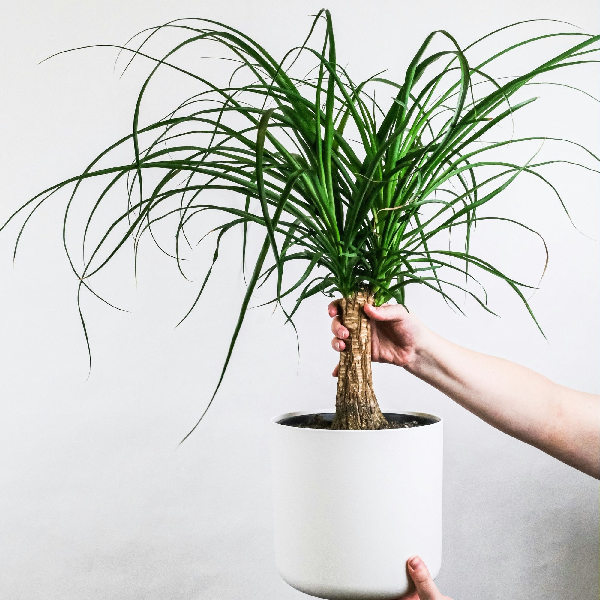 Sägeblattkaktus Zimmerpflanze