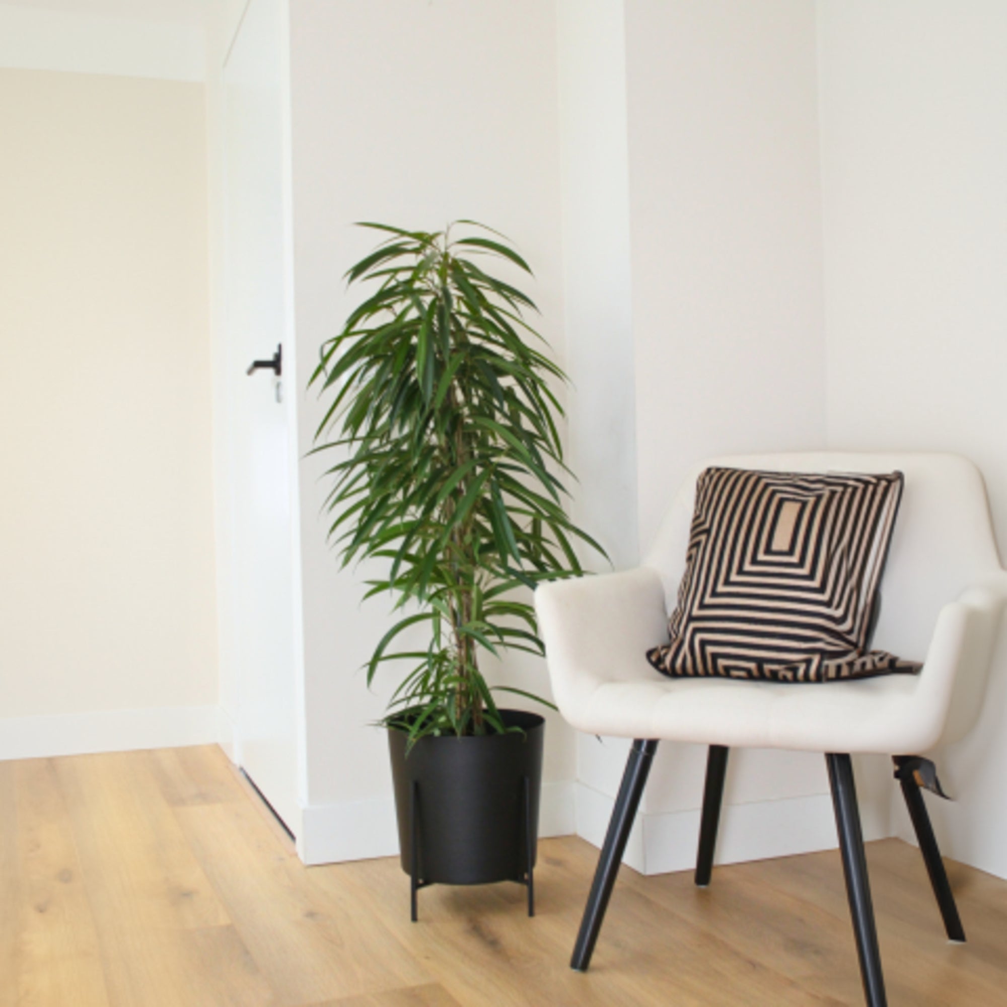 Sägeblattkaktus Zimmerpflanze