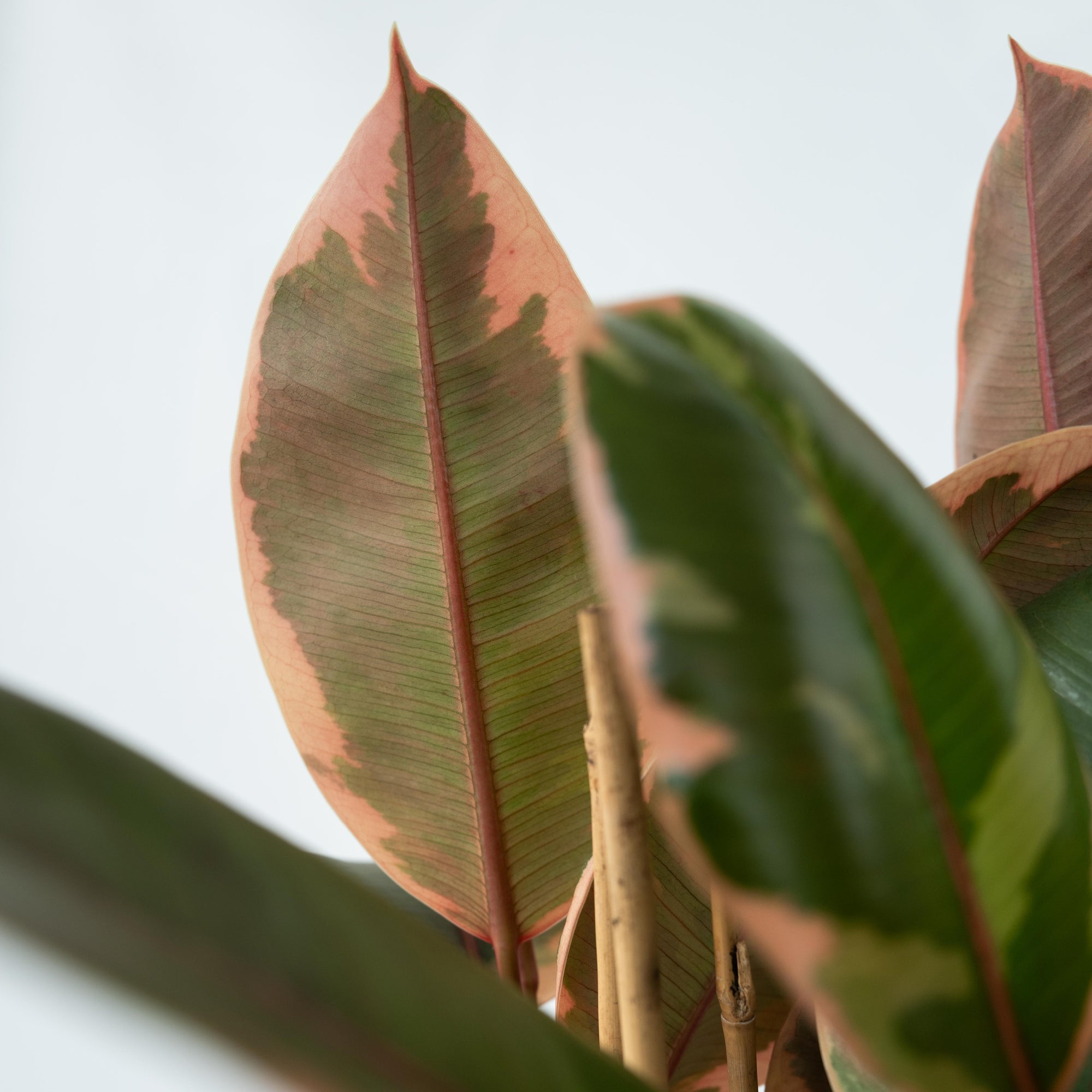 Sägeblattkaktus Zimmerpflanze