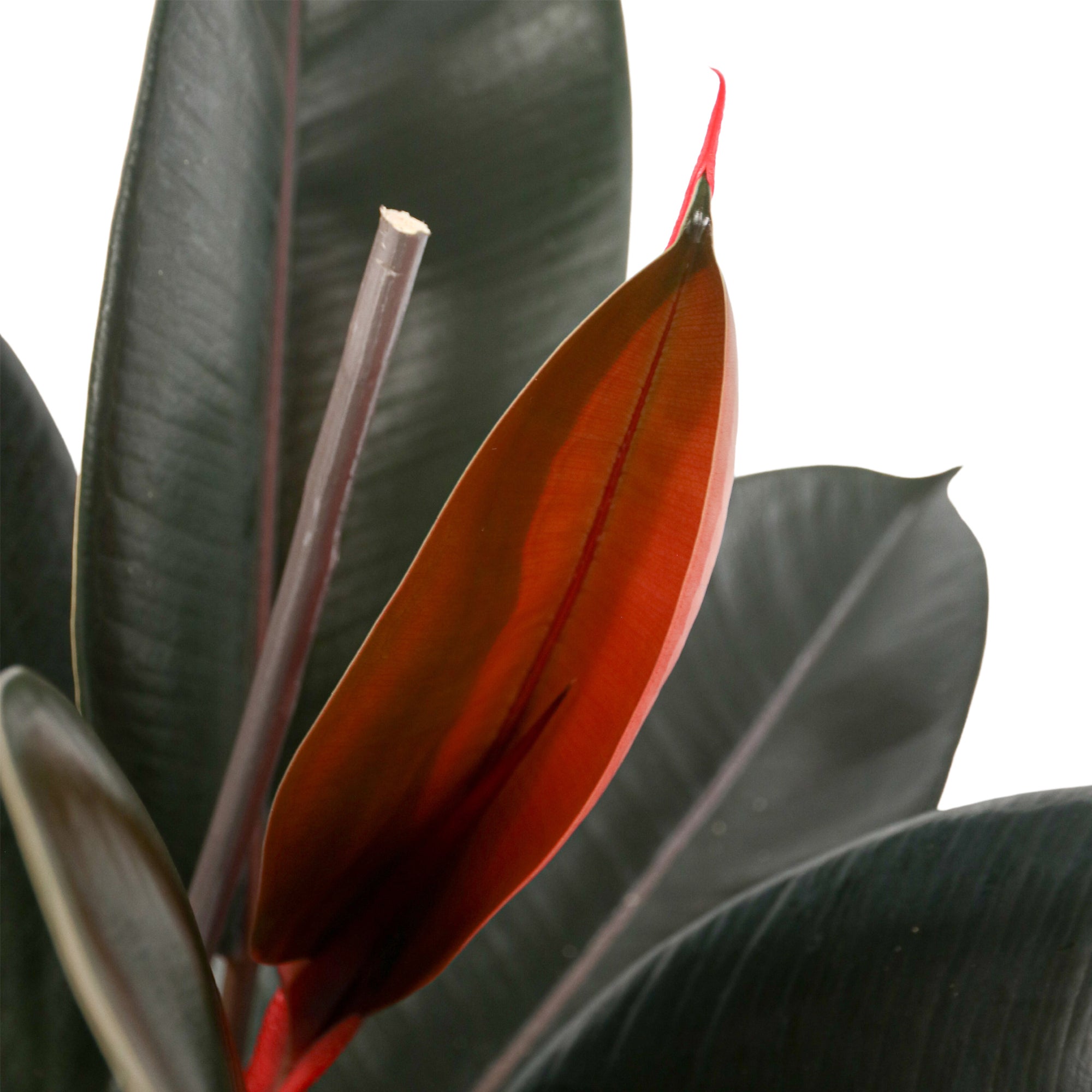 Sägeblattkaktus Zimmerpflanze