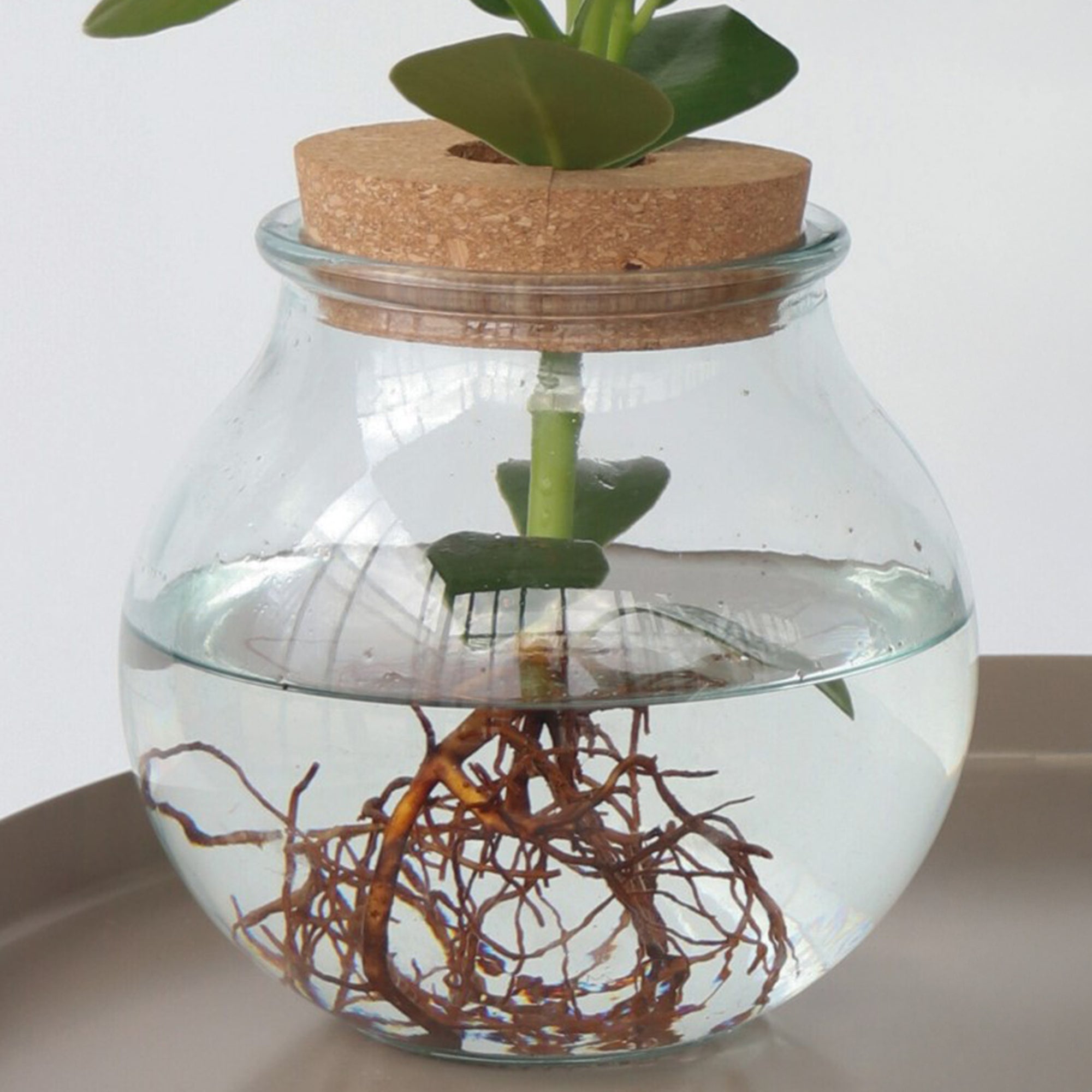 Sägeblattkaktus Zimmerpflanze