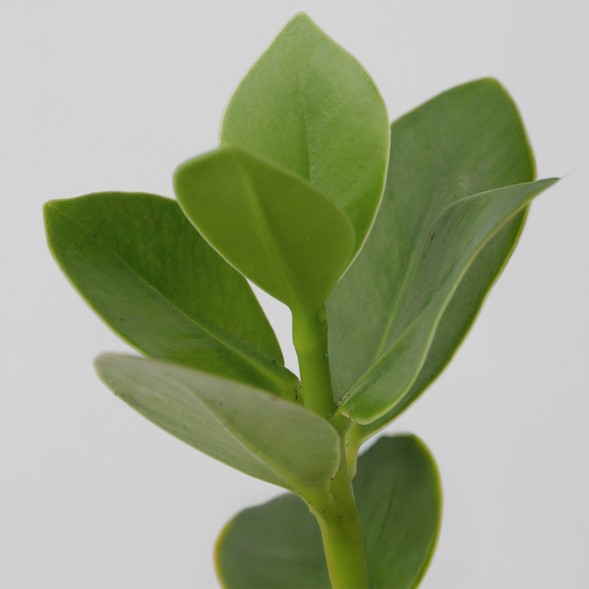 Sägeblattkaktus Zimmerpflanze