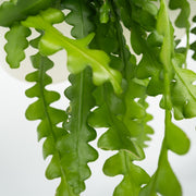 Sägeblattkaktus Zimmerpflanze