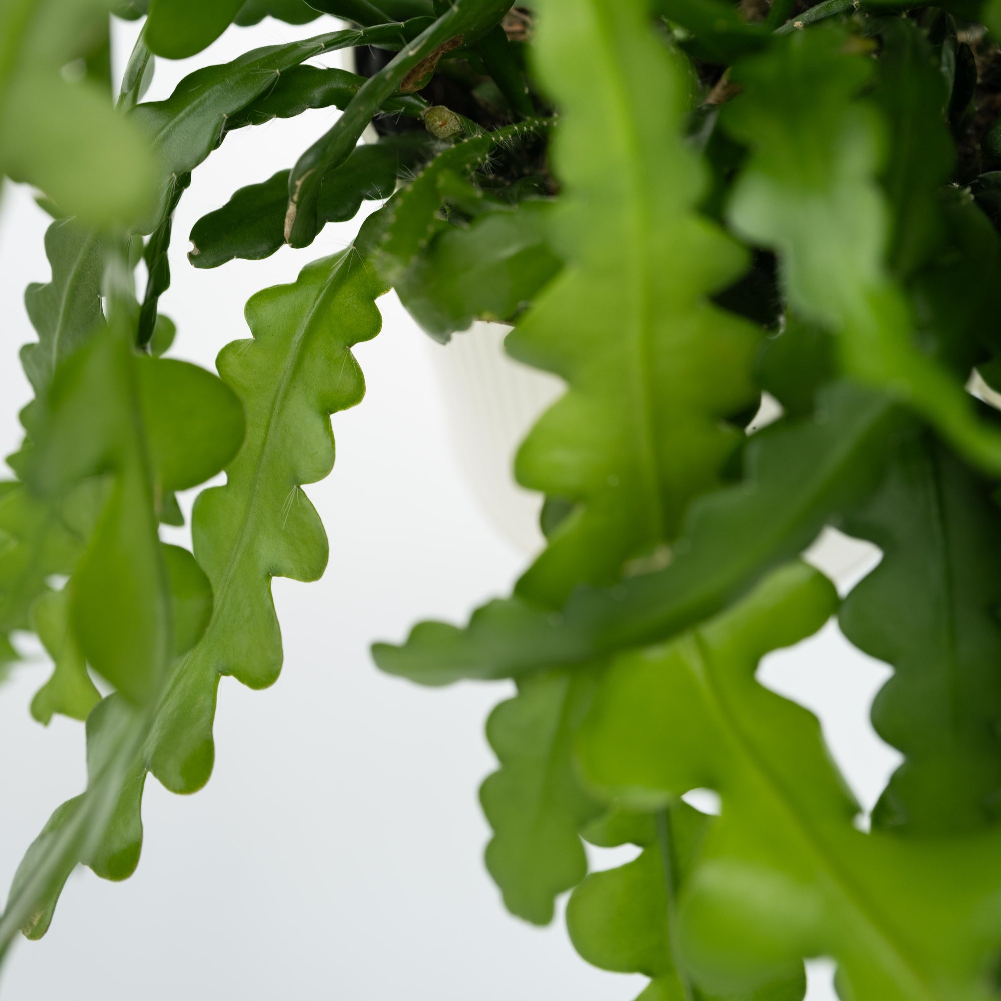 Sägeblattkaktus Zimmerpflanze