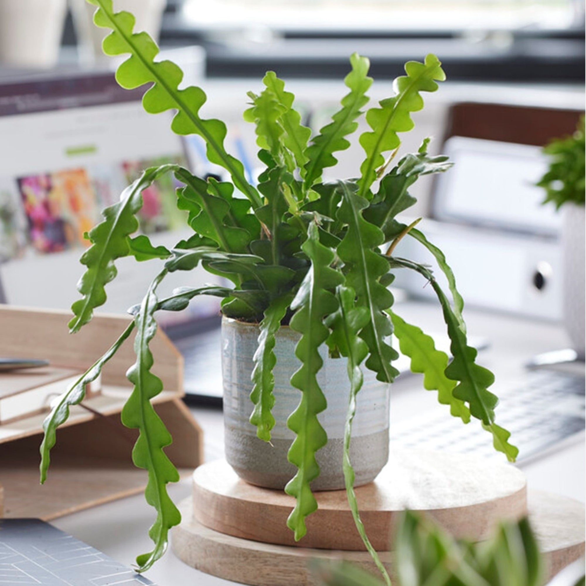 Sägeblattkaktus Zimmerpflanze