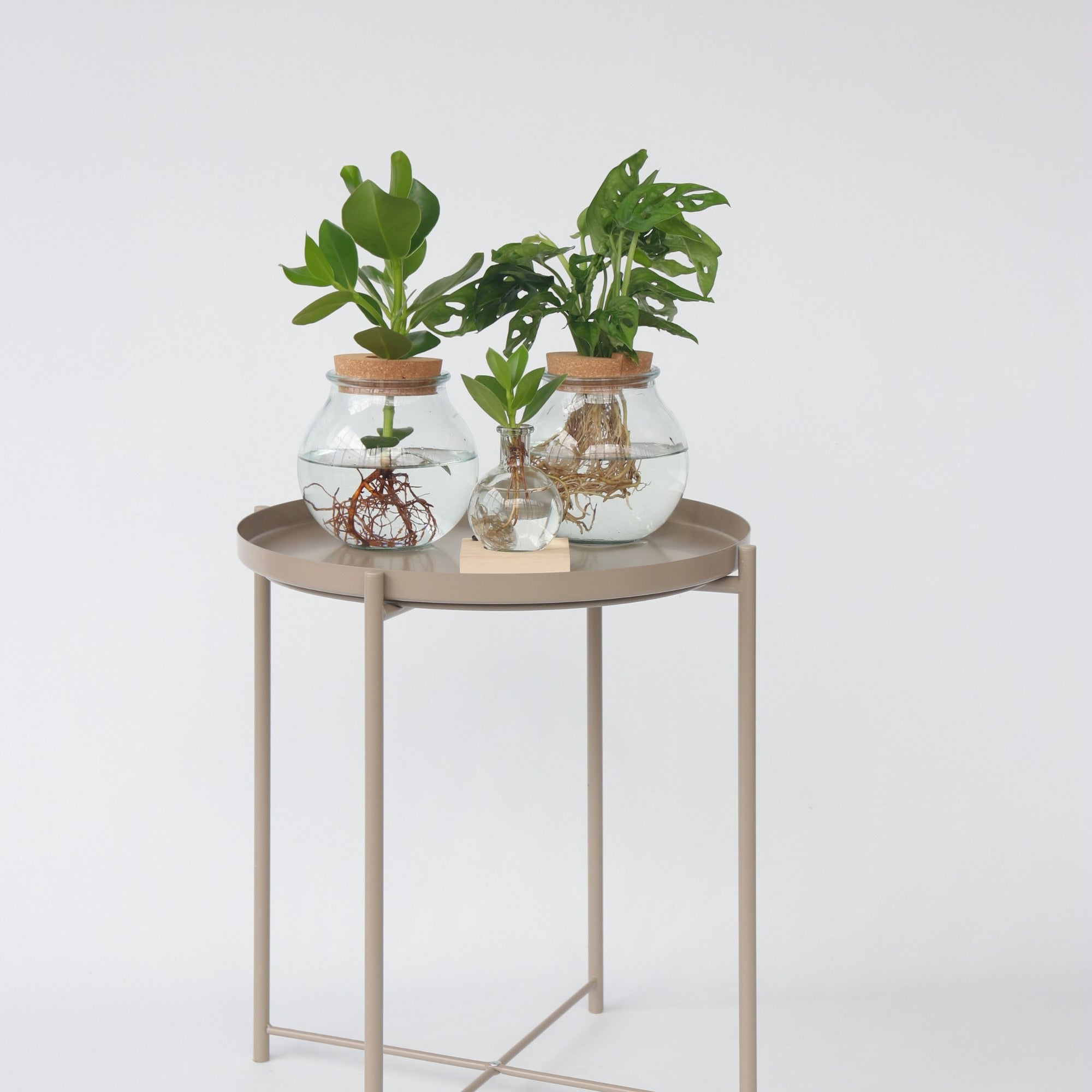 Sägeblattkaktus Zimmerpflanze