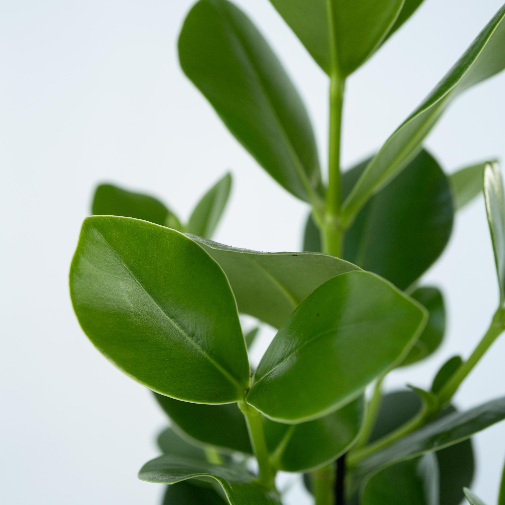 Sägeblattkaktus Zimmerpflanze