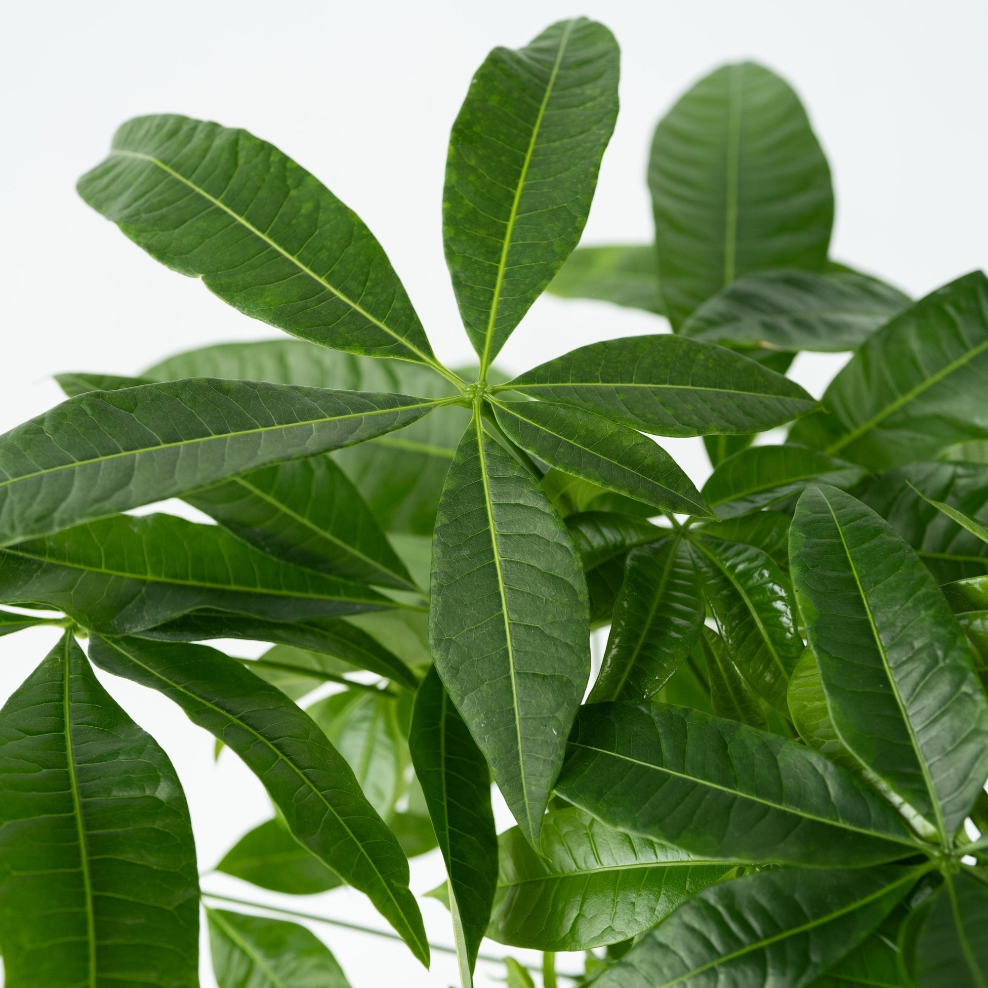 Sägeblattkaktus Zimmerpflanze