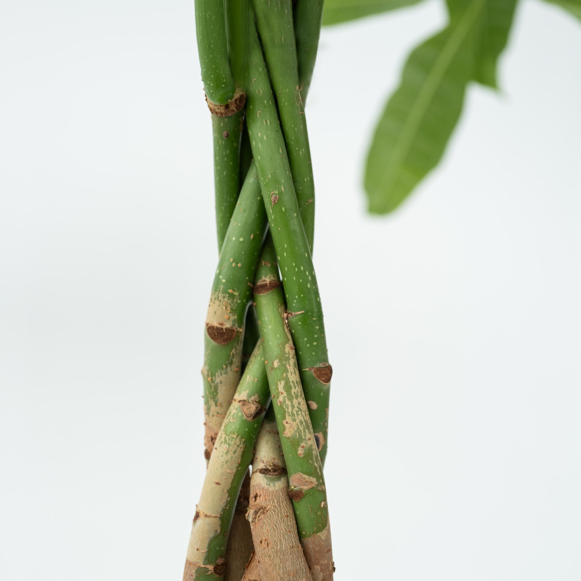 Sägeblattkaktus Zimmerpflanze