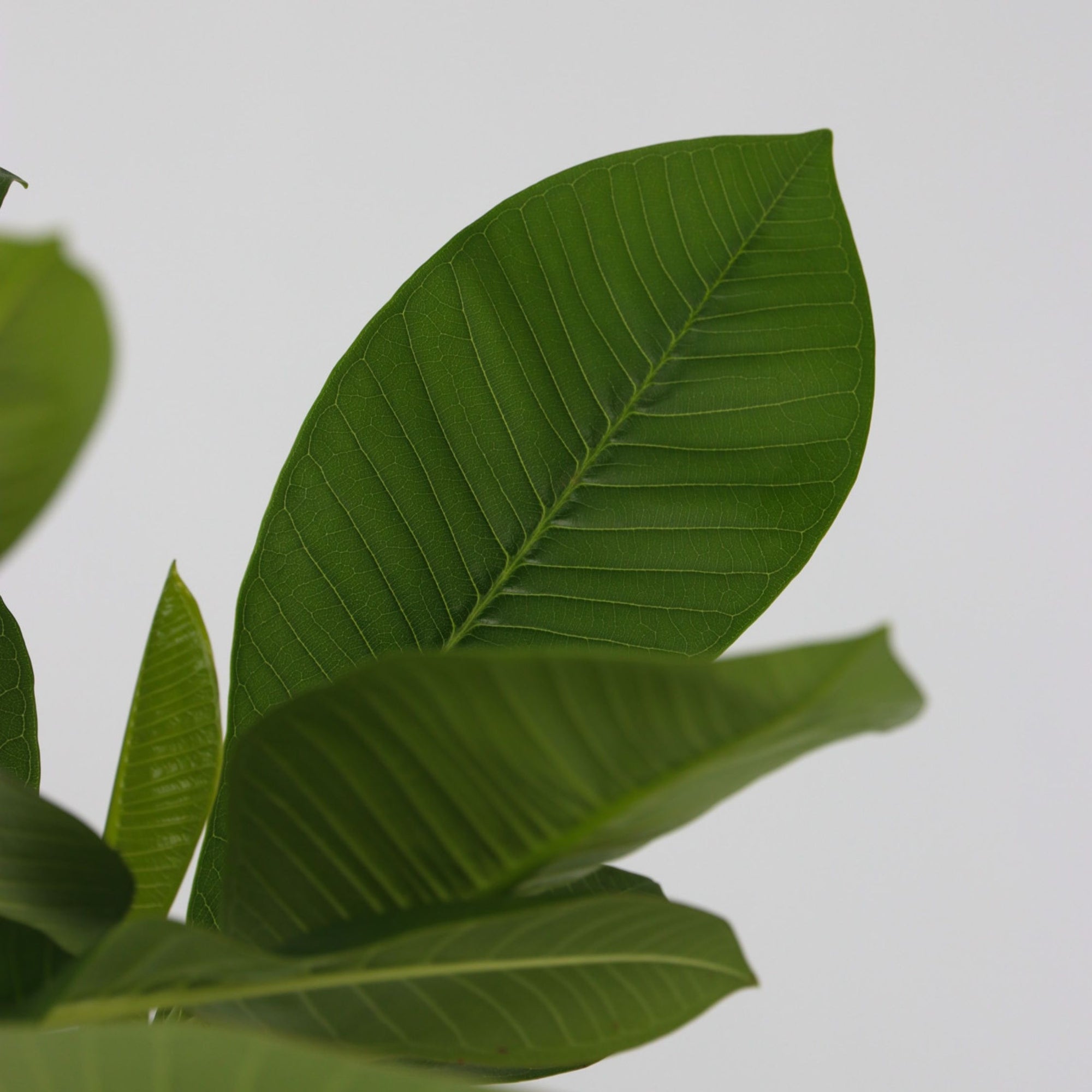 Sägeblattkaktus Zimmerpflanze