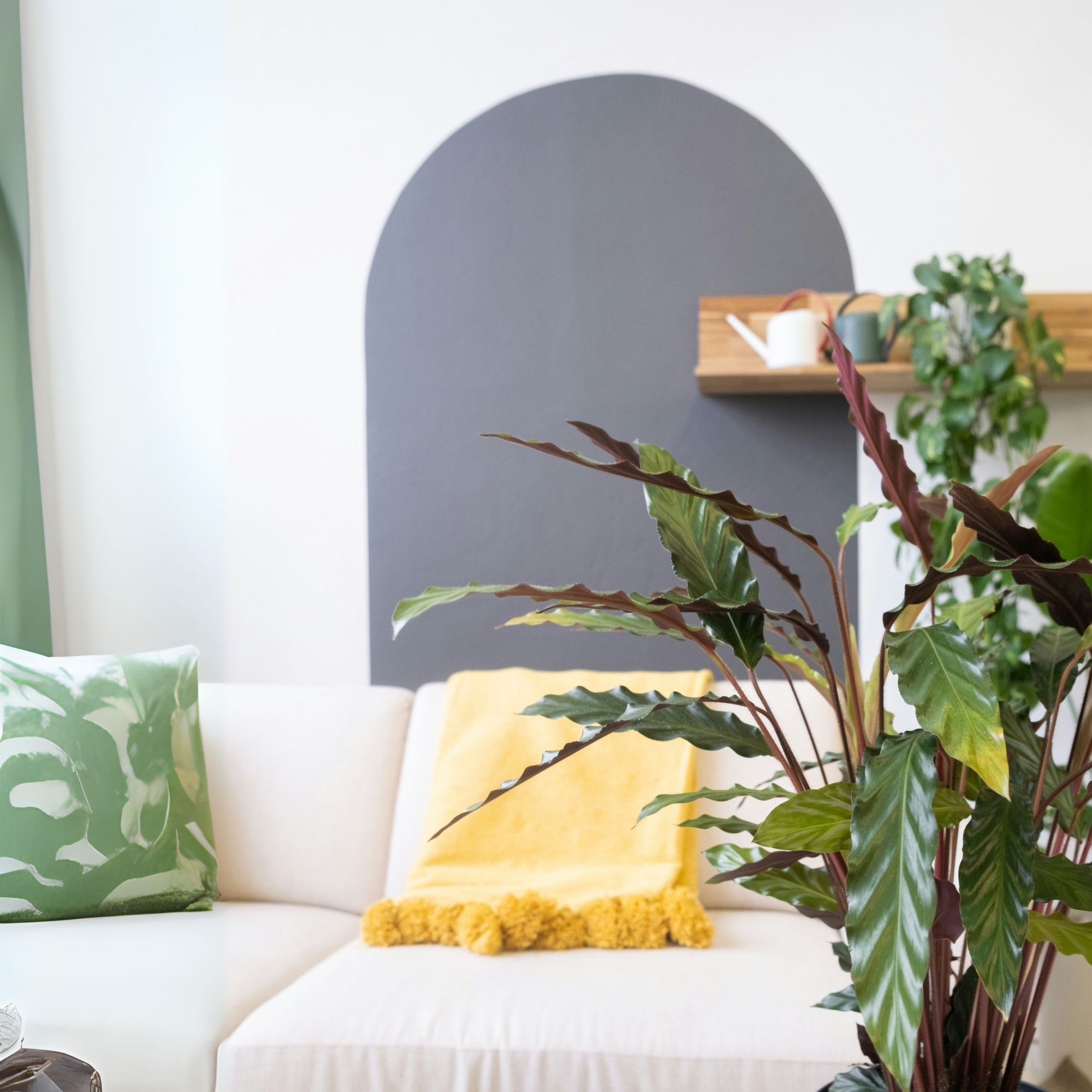 Sägeblattkaktus Zimmerpflanze