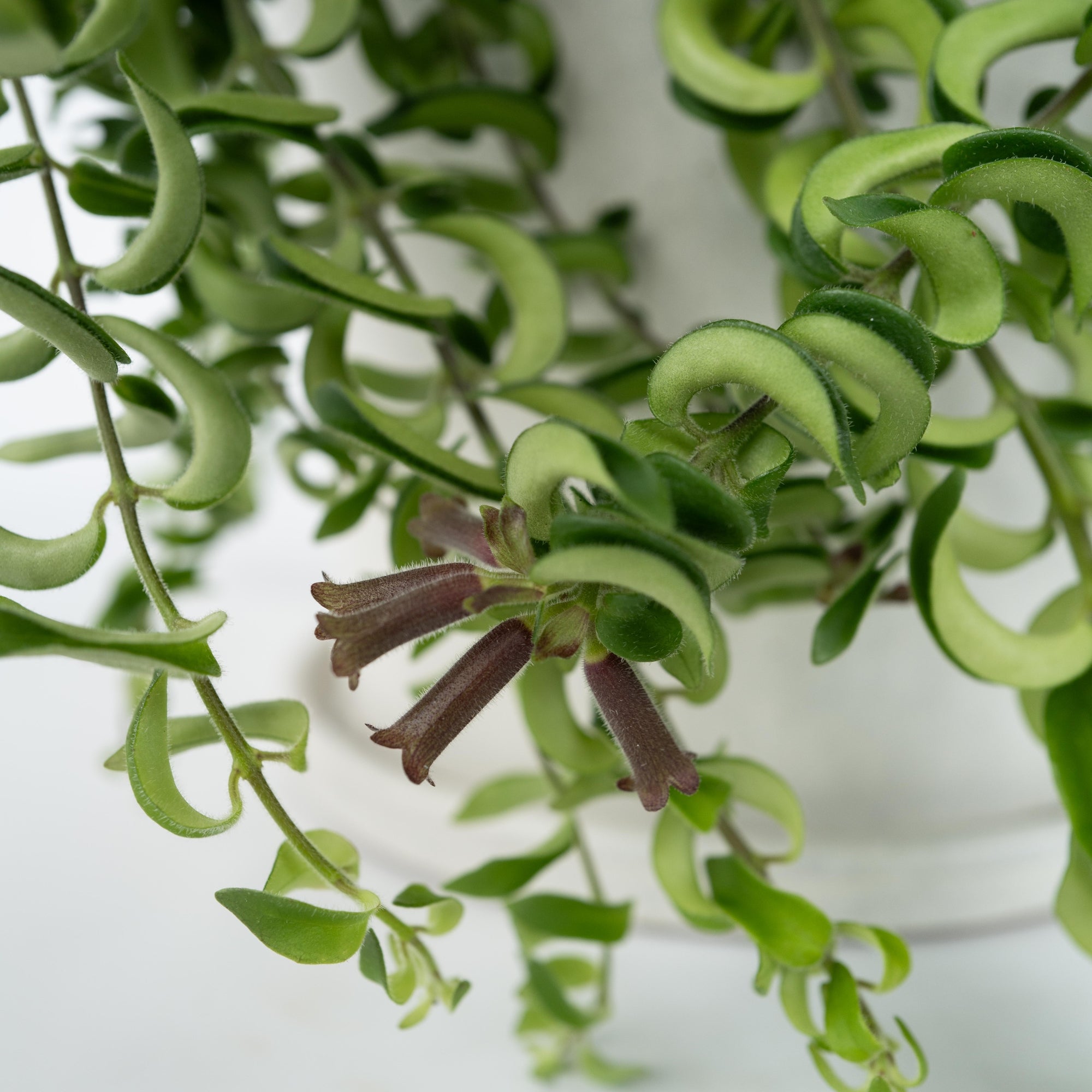 Sägeblattkaktus Zimmerpflanze