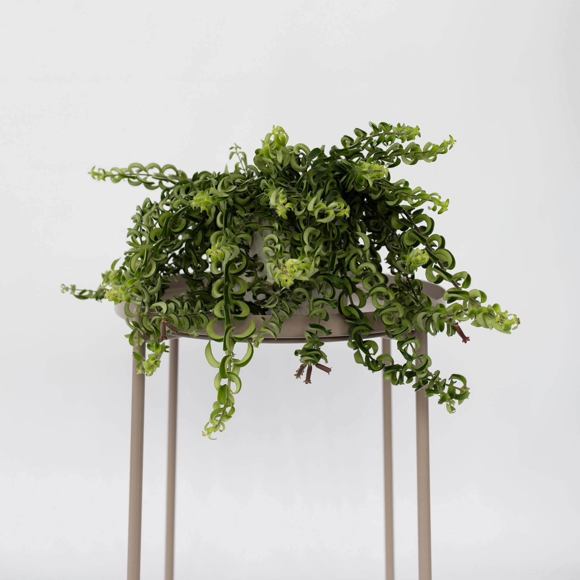 Sägeblattkaktus Zimmerpflanze