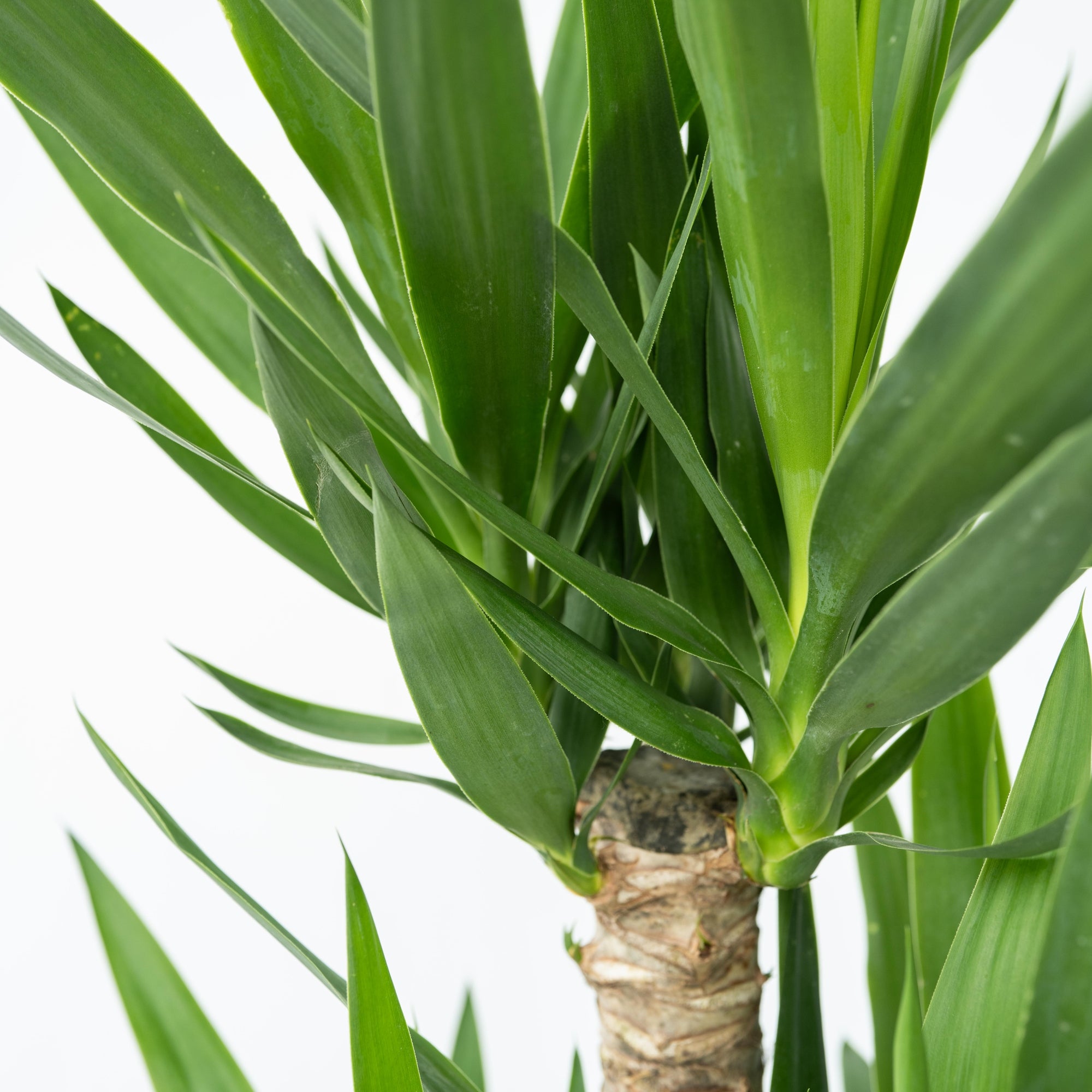 Sägeblattkaktus Zimmerpflanze