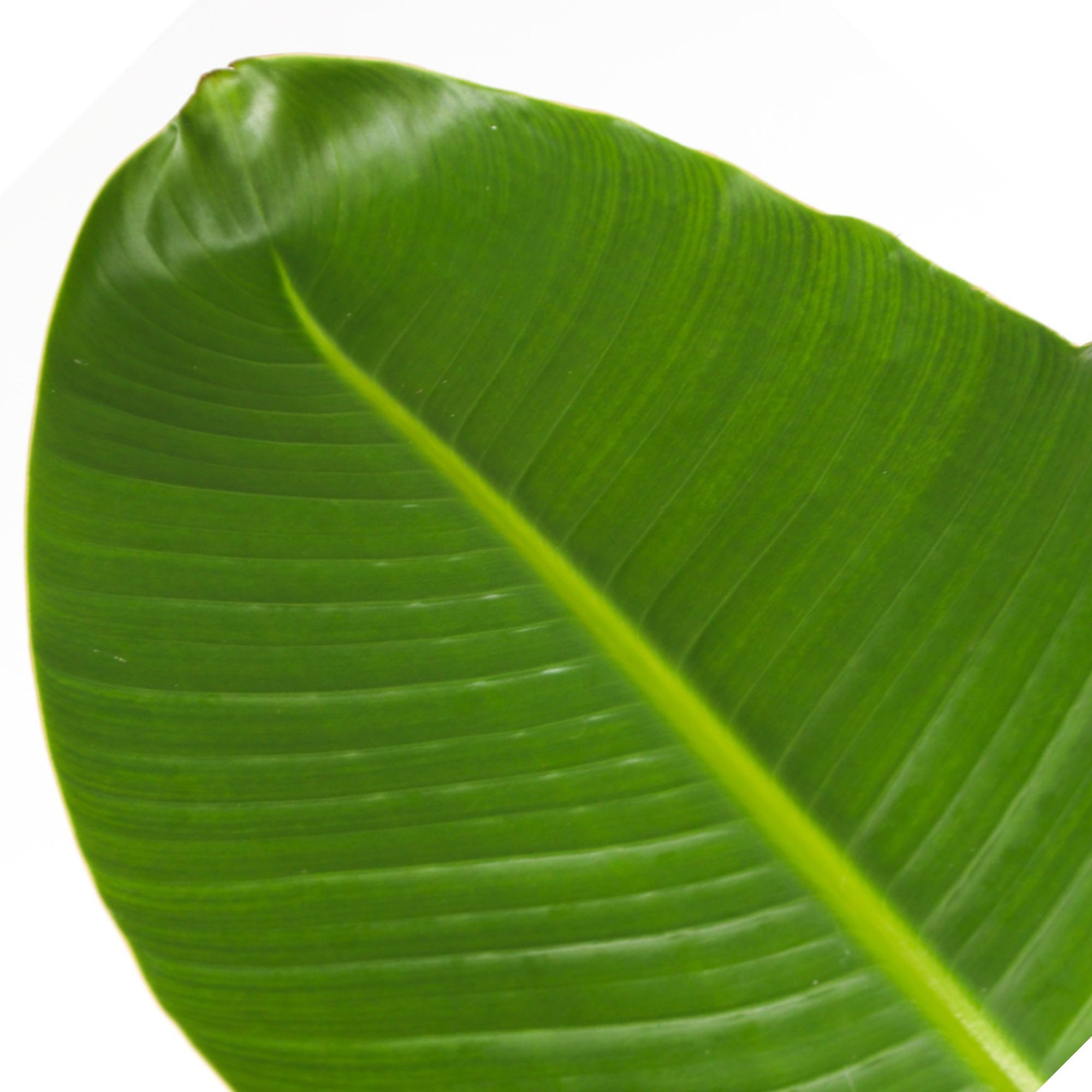 Sägeblattkaktus Zimmerpflanze