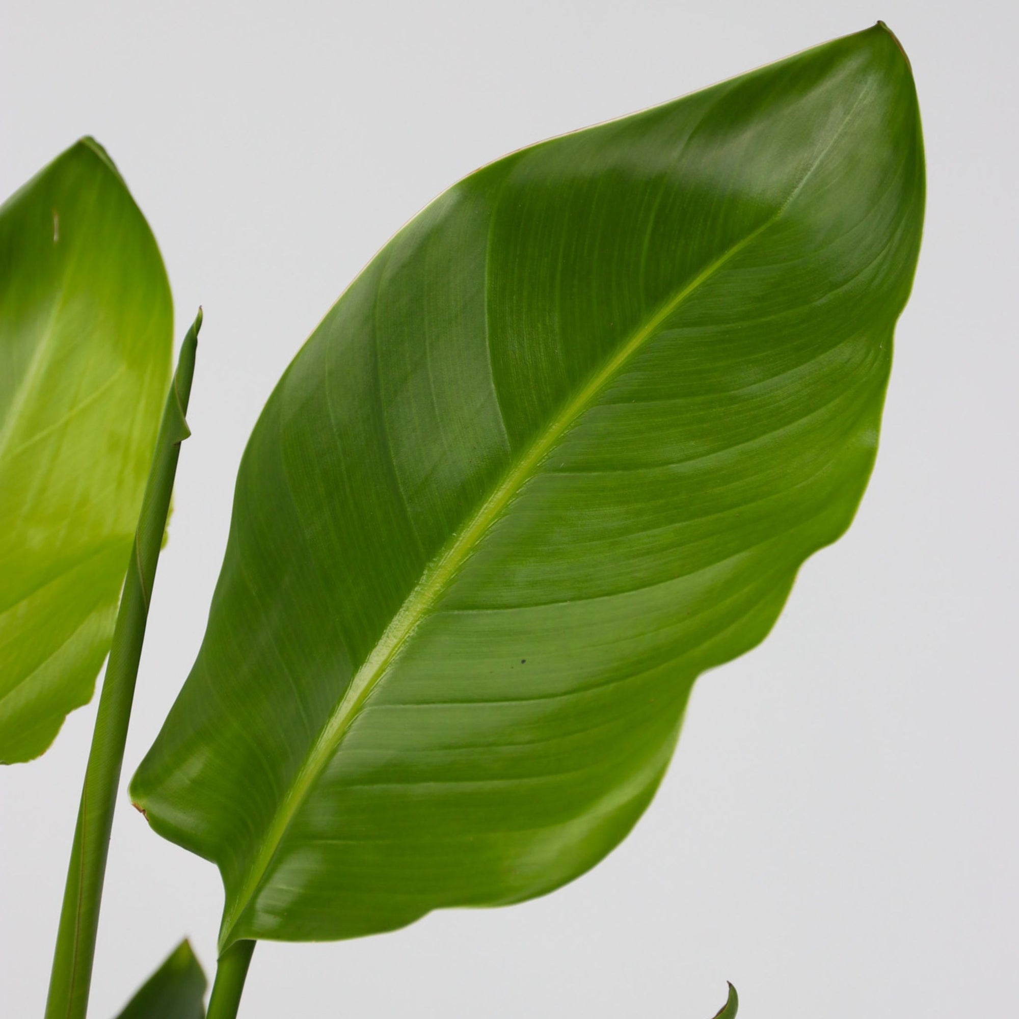 Sägeblattkaktus Zimmerpflanze