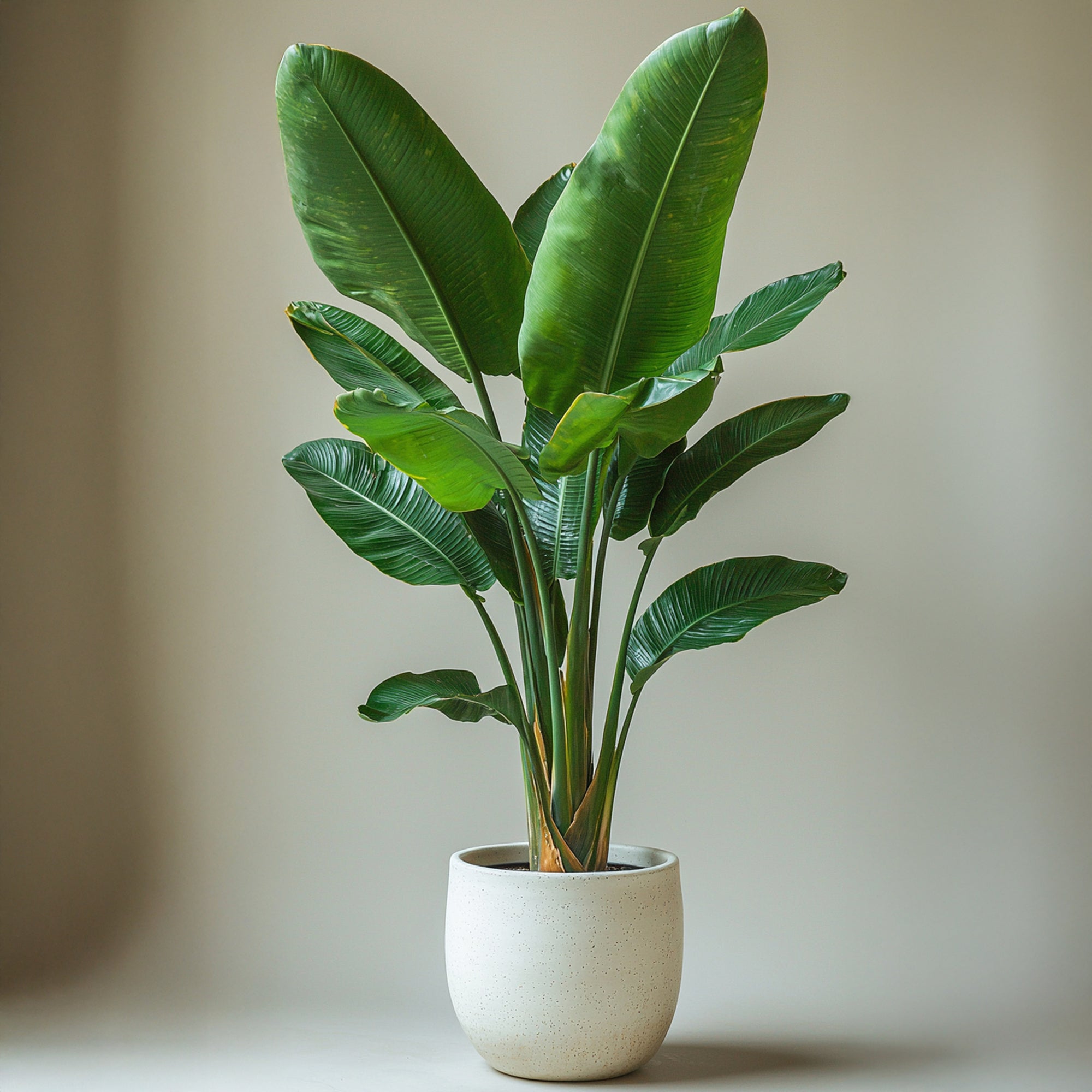 Sägeblattkaktus Zimmerpflanze