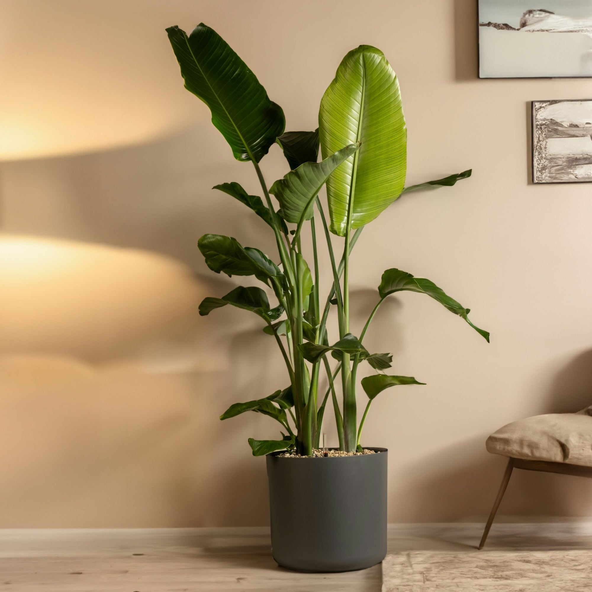 Sägeblattkaktus Zimmerpflanze