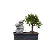 Bonsai Zimmerpflanze Bonsai Wasserfall-Set Stones