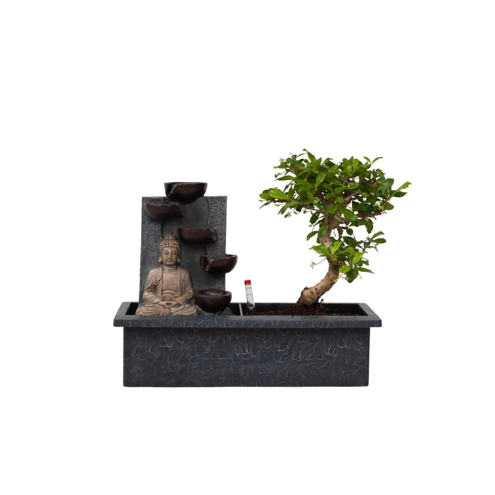 Bonsai Zimmerpflanze Bonsai Wasserfall Set Buddha