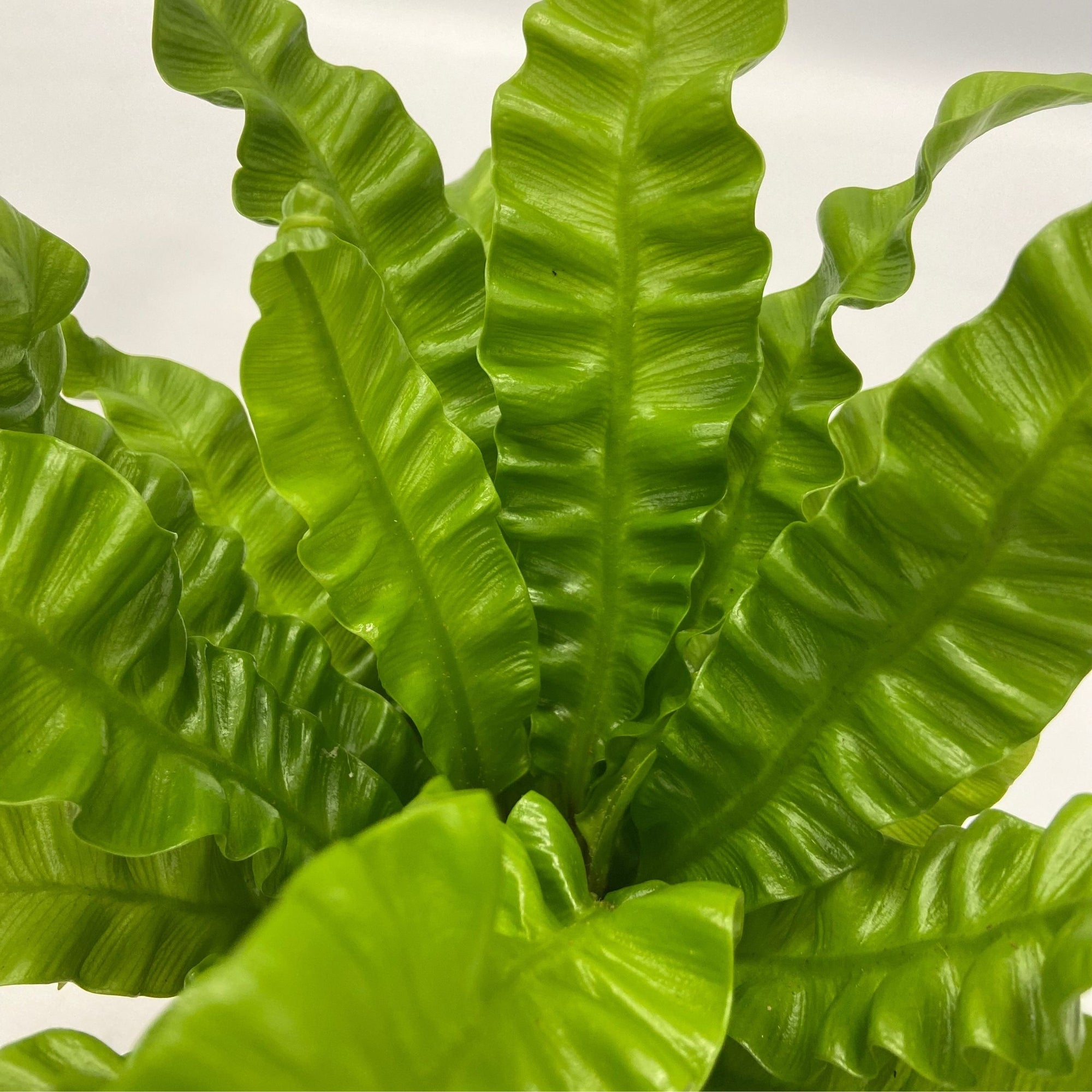 Sägeblattkaktus Zimmerpflanze