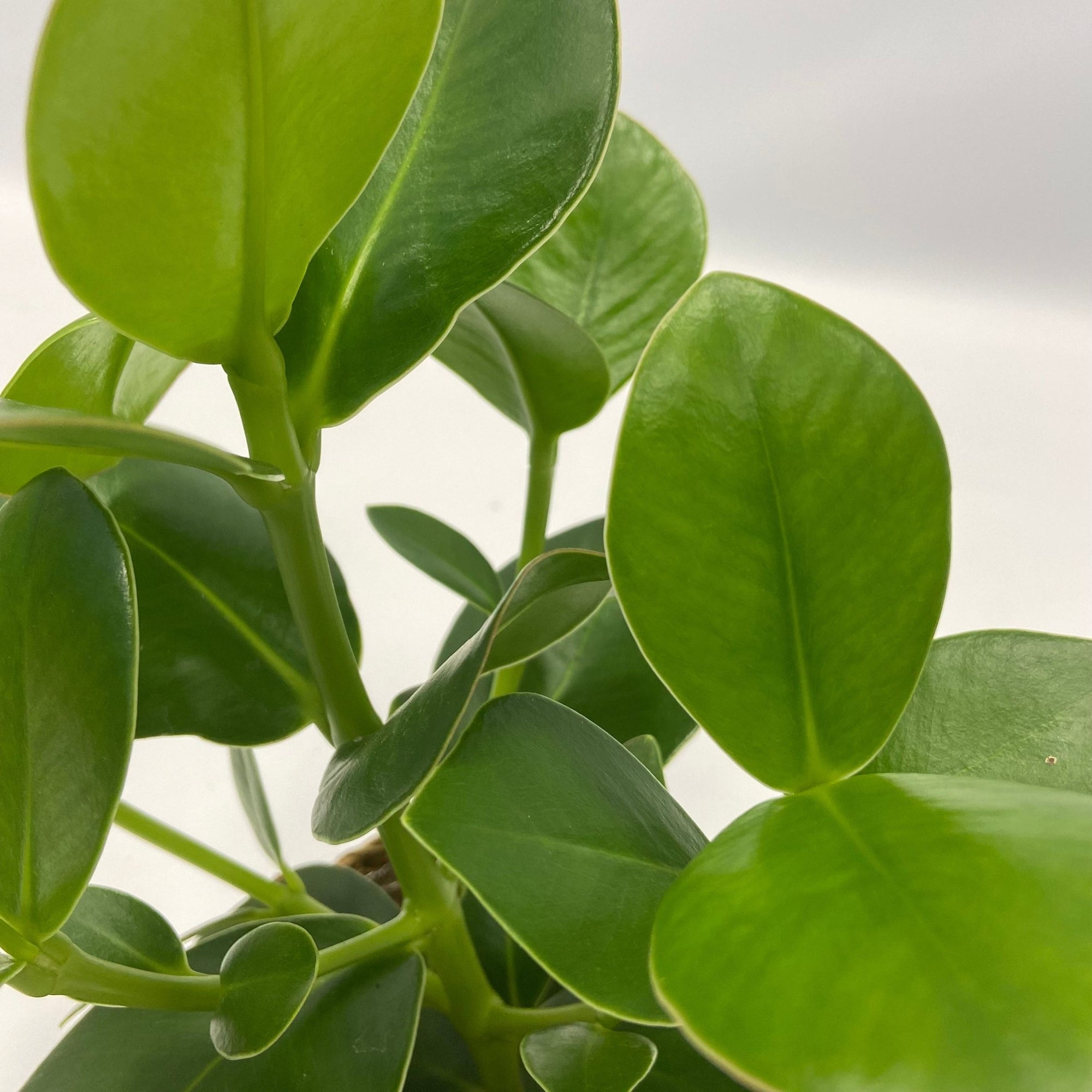 Sägeblattkaktus Zimmerpflanze