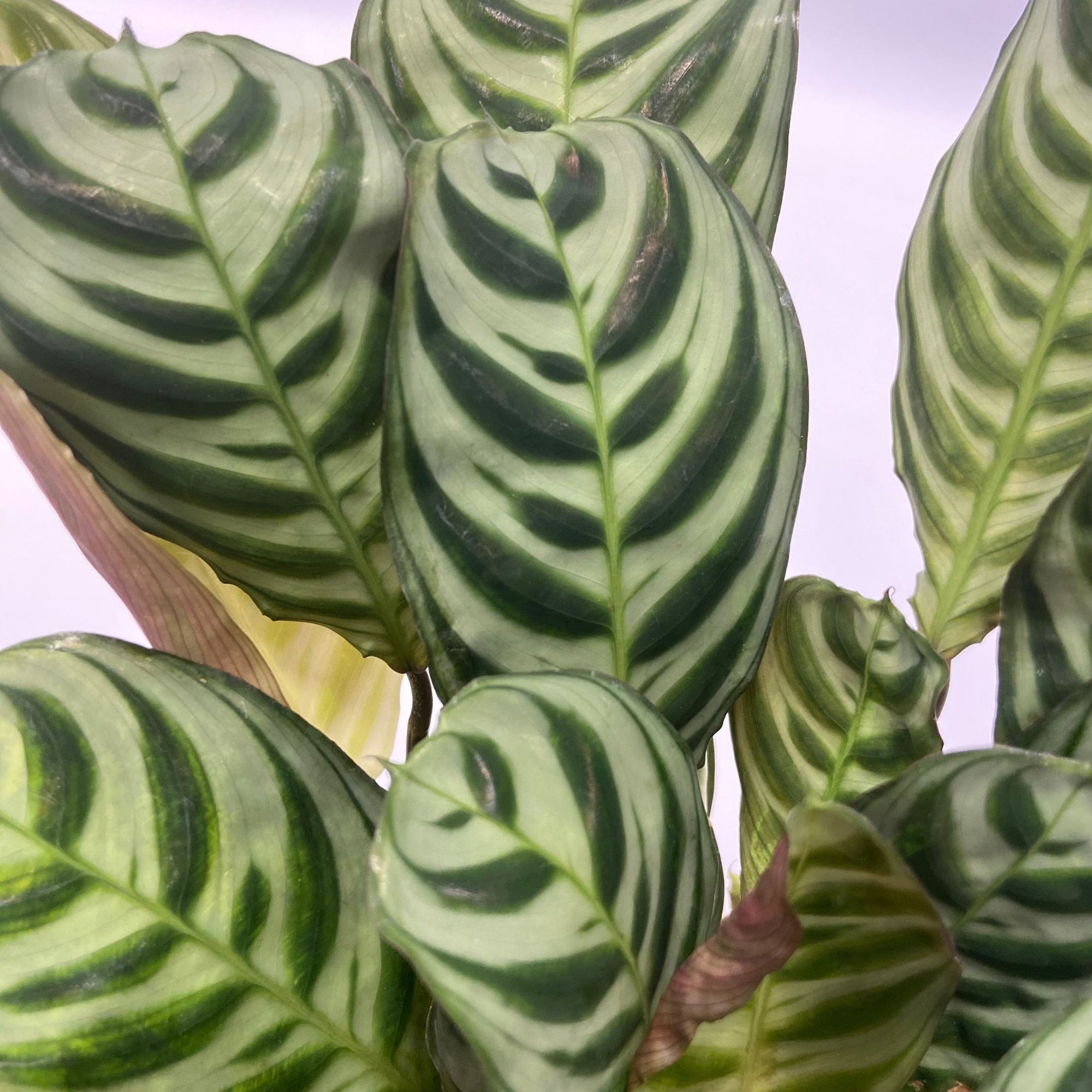 Sägeblattkaktus Zimmerpflanze