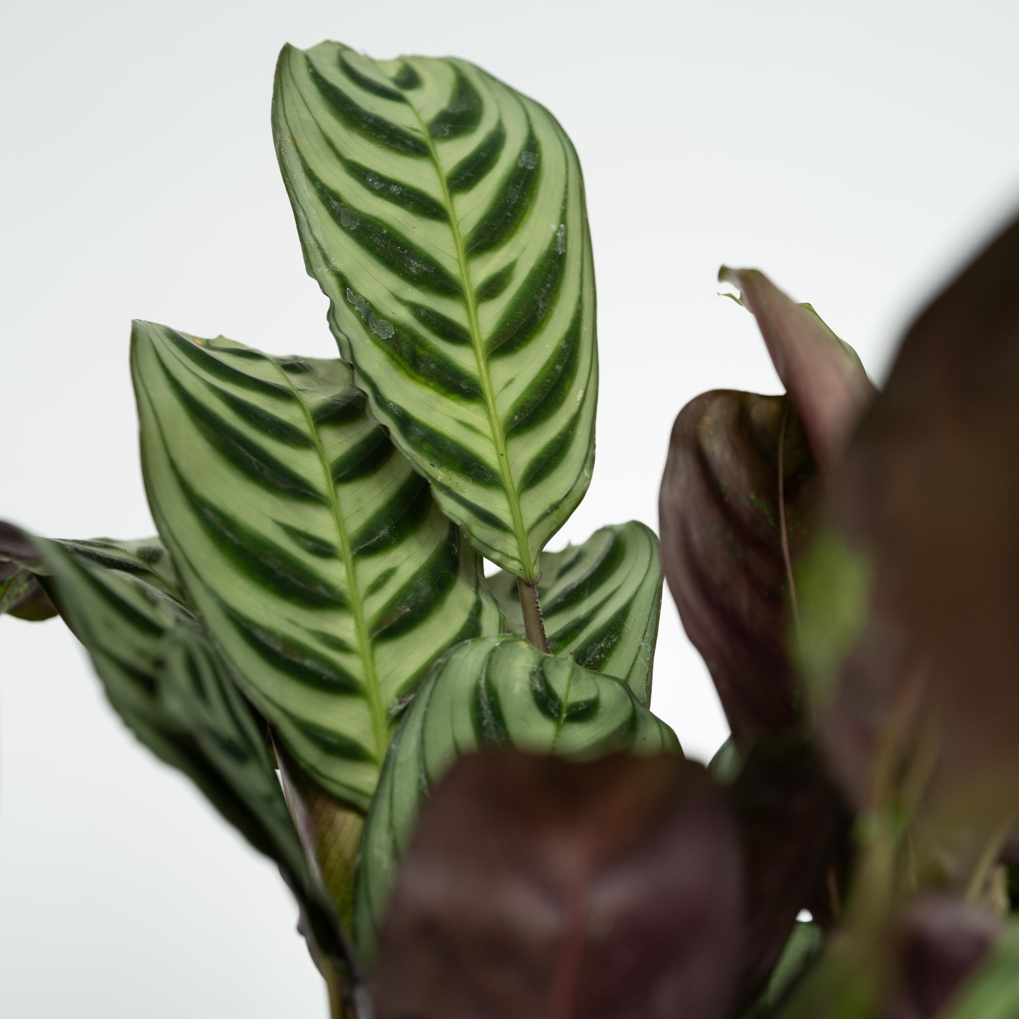 Sägeblattkaktus Zimmerpflanze