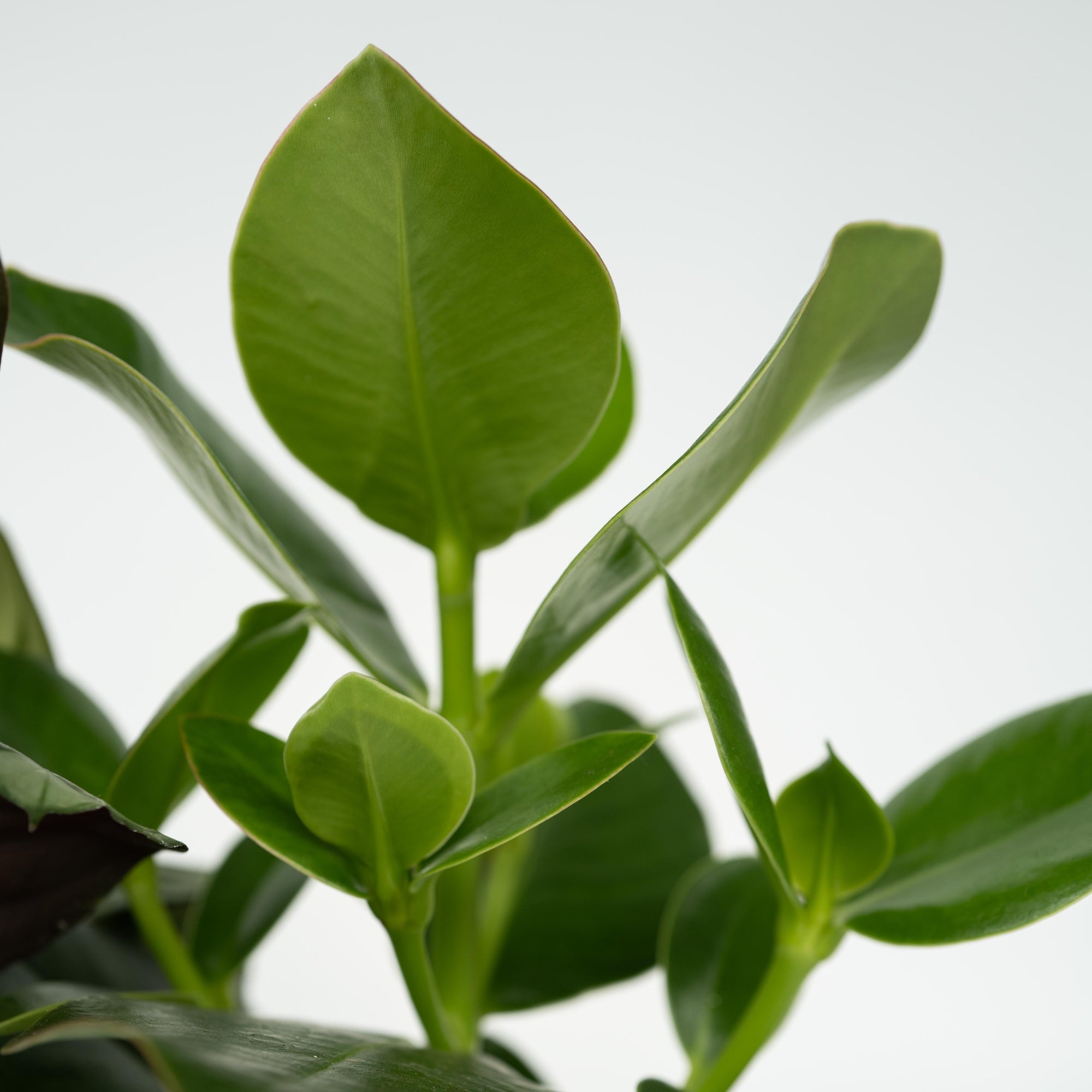 Sägeblattkaktus Zimmerpflanze