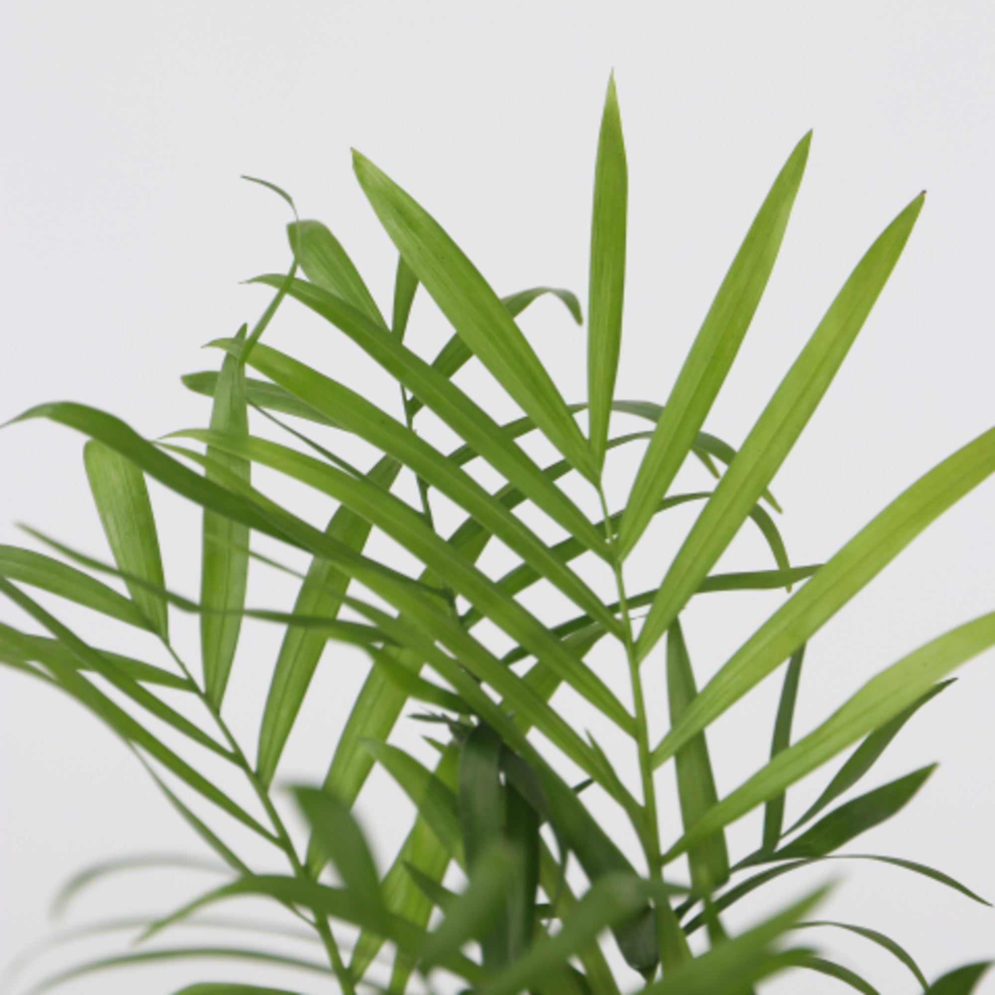 Sägeblattkaktus Zimmerpflanze