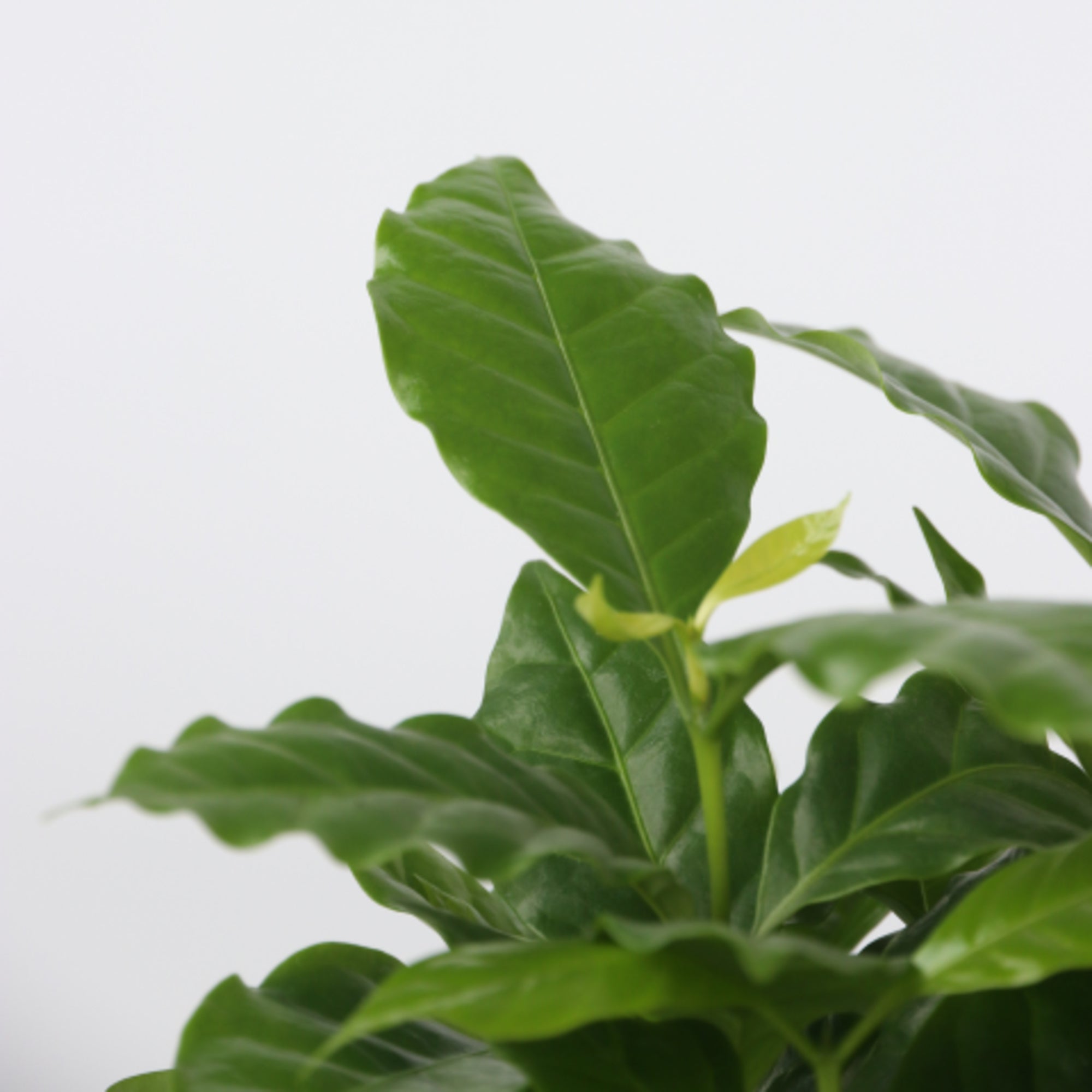 Sägeblattkaktus Zimmerpflanze