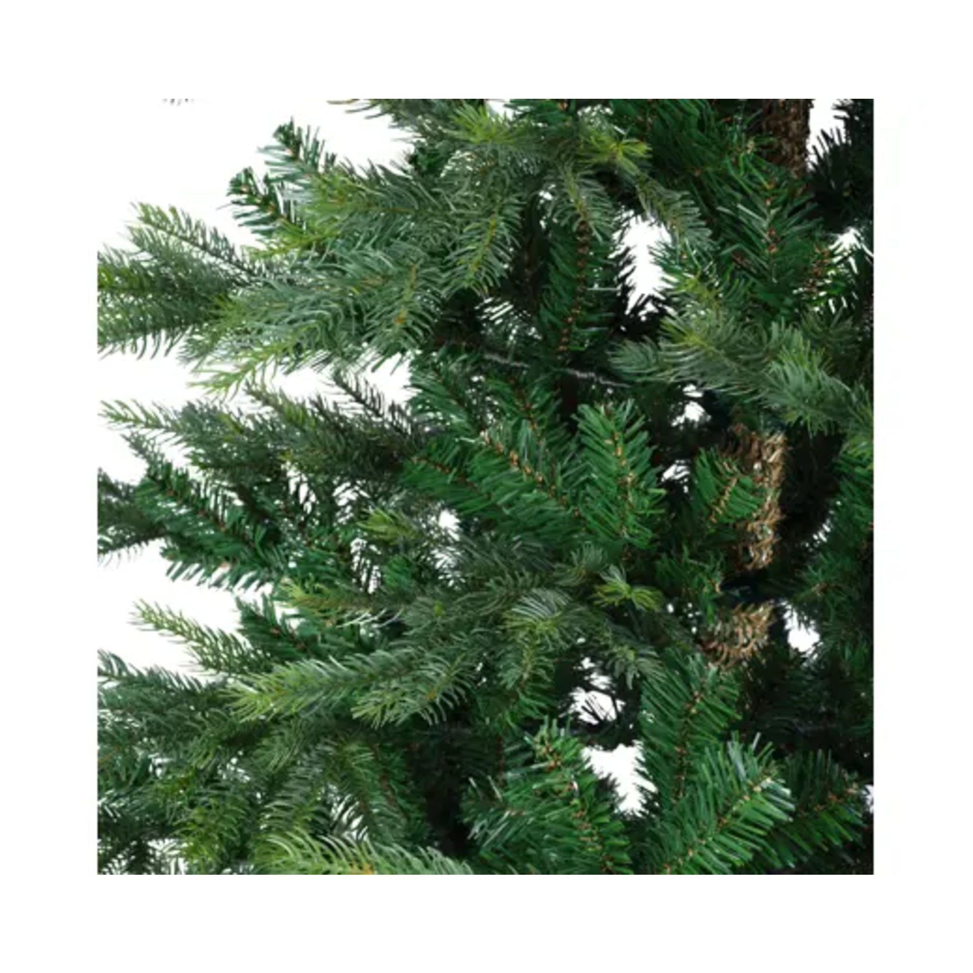Everlands Weihnachtsbaum Grandis Fir