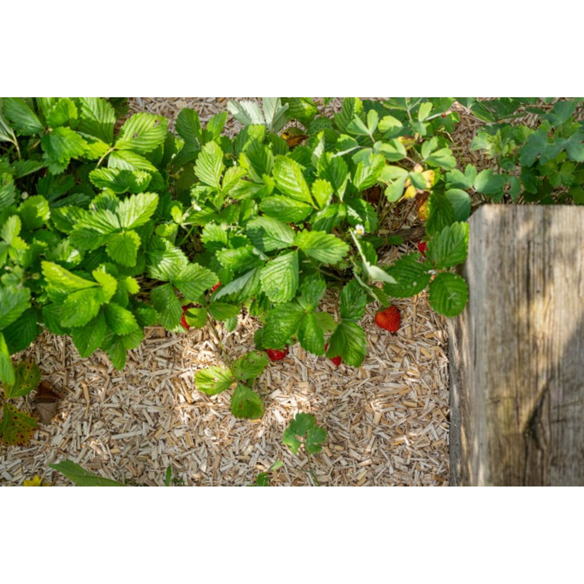 Floragard Mulch